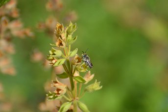 Megachile pilidens maschio posato su Teucrium flavum