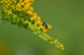 Stelis puntualissima su Solidago gigantea