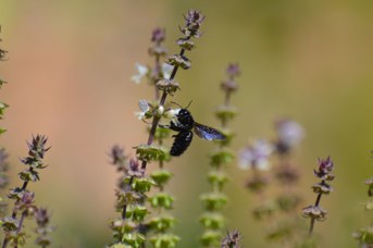 Xylocopa violacea maschio su Ocimum basilicum