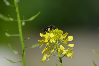 Andrena agilissima femmina su Sinapis alba