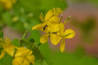 Andrena femmina su Chelidonium majus