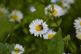 Andrena flavipes su Bellis perennis