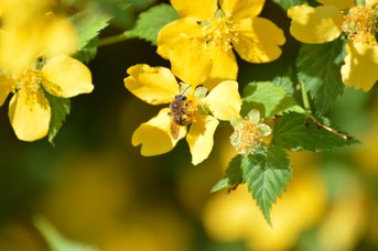 Andrena haemorroa femmina su Kerria japonica