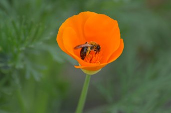 Andrena nitida femmina su Eschscholzia californica