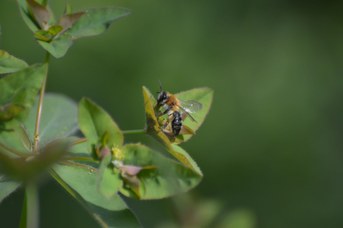Andrena nitida femmina su Euphorbia sp.