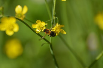 Andrena nitida femmina su Ranunculus sp.