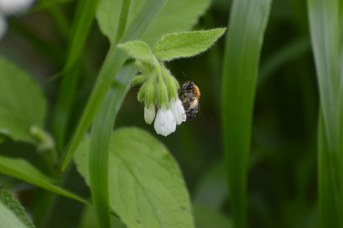 Andrena nitida femmina su Symphytum sp.