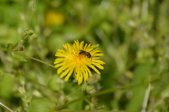 Andrena sp. femmina su Crepis sp.