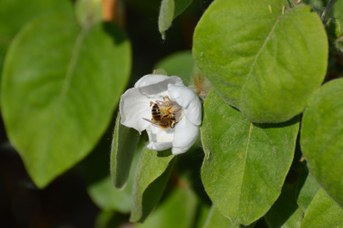 Andrena taraxaci maschio su Cydonia oblonga