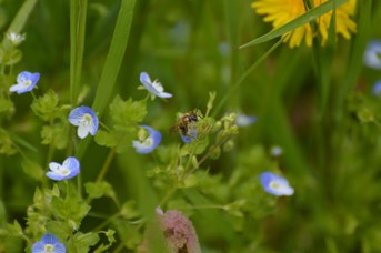 Andrena taraxaci su Veronica persica
