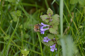 Anthophora plumipes femmina su Glechoma ederacea