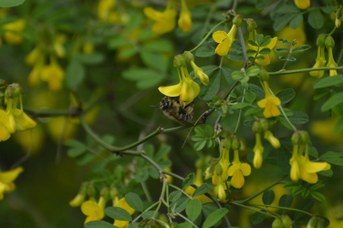Anthophora plumipes femmina su Hippocrepis emerus