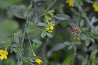 Anthophora plumipes femmina su Jasminum nudiflorum