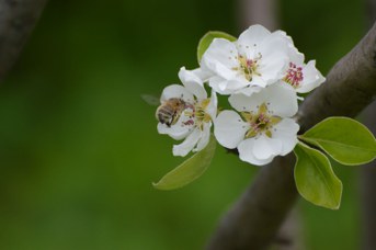 Anthophora plumipes femmina su Prunus sp.