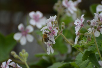 Anthophora plumipes maschio su Erodium pelargioflorum