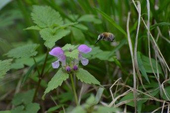 Anthophora plumipes maschio su Lamium maculatum
