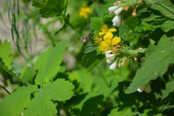 Anthophora sp. femmina su Chelidonium majus