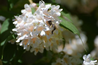 Anthophora sp. femmina su Kolkwitzia amabilis