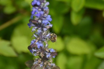 Anthophora sp. maschio su Ajuga reptans