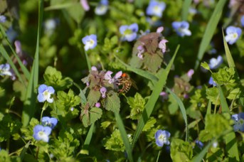 Apis mellifera su Lamium purpureum