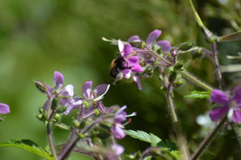 Bombus hypnorum operaia su Geranium reuteri