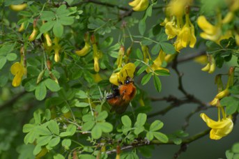 Bombus pascuorum regina su Hippocrepis emerus