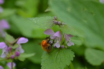 Bombus pascuorum regina su Lamium maculatum