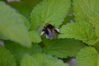 Bombus sp. operaia su foglie di Melissa officinalis