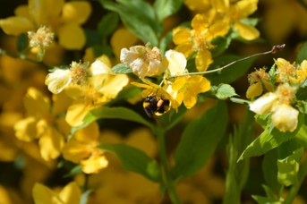 Bombus terrestris operaia con polline su Kerria japonica