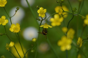 Bombus terrestris operaia con polline su Ranunculus sp.