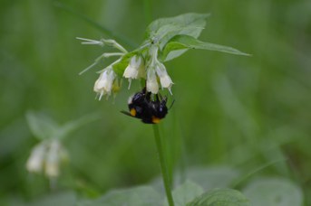 Bombus terrestris regina su Symphytum sp.