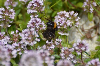 Bombus terrestris regina su Thymus sp.