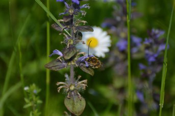 Eucera nigrescens maschio su Ajuga reptans