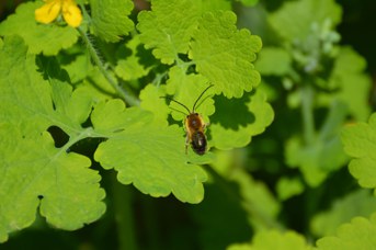 Eucera nigrescens maschio su foglia di Chelidonium majus