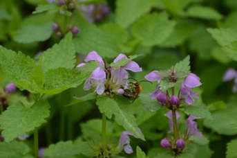 Eucera nigrescens maschio su Lamium maculatum