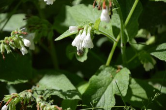 Eucera nigrescens maschio su Symphytum sp.