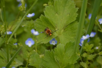 Eucera sp. maschio tra Veronica sp.