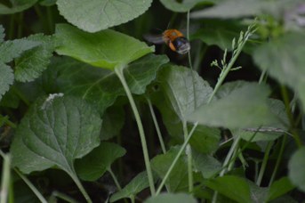 Habropoda tarsata femmina con polline che cerca nido