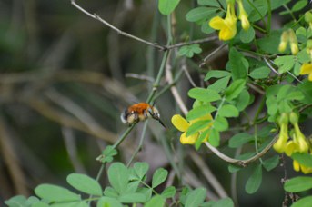 Habropoda tarsata femmina su Hippocrepis emerus