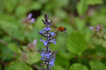 Habropoda tarsata maschio su Ajuga reptans