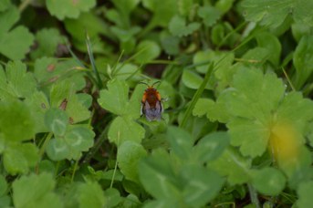 Habropoda tarsata maschio su foglia