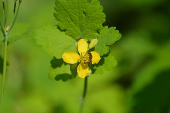 Lasioglossum malachurum su Chelidonium majus