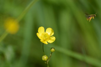 Lasioglossum sp. femmina su Ranunculus sp.