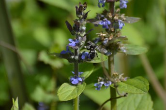 Melecta albifrons maschio su Ajuga reptans