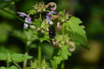Melecta sp. femmina su Lamium maculatum