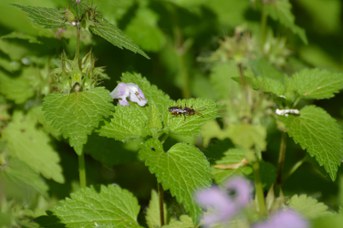 Nomada striata maschio su foglia di Lamium maculatum