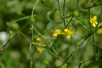 Nomada succincta su Ranunculus sp.