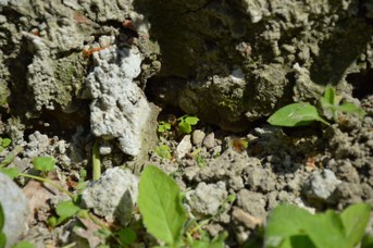 Osmia bicornis femmina che raccoglie fango per costruire le celle del nido