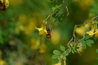 Osmia bicornis femmina su Hippocrepis emerus