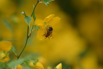 Osmia bicornis femmina su Kerria japonica